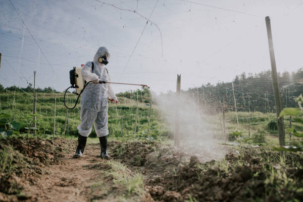 Best Affordable Pest Control Services  in Mentone, CA