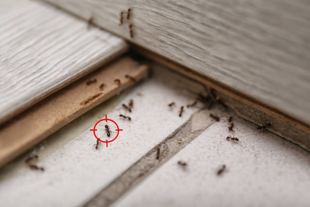Best Mosquito Control Services  in Mentone, CA