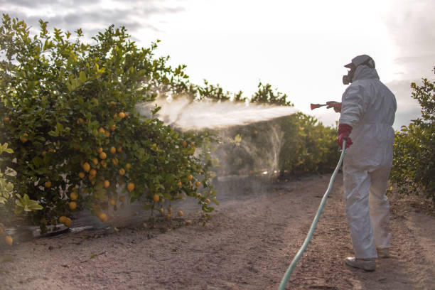 Best Bird Control  in Mentone, CA