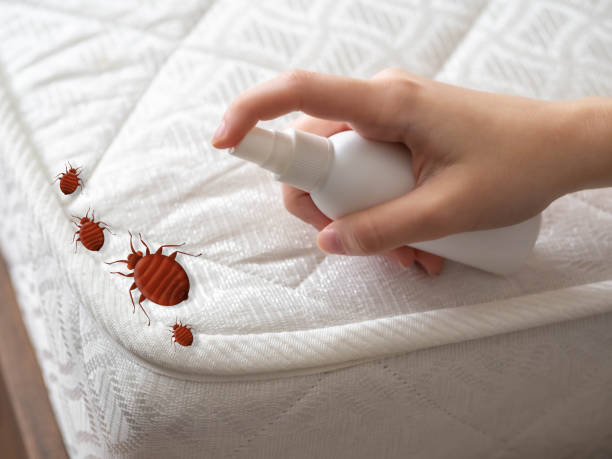 Best Local Pest Control Services  in Mentone, CA