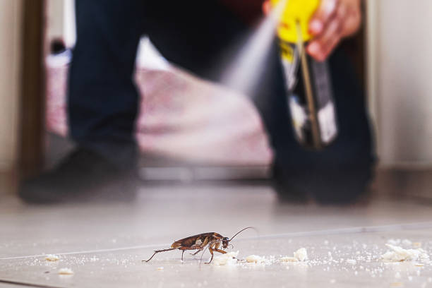 Trusted Mentone, CA Pest Control Experts