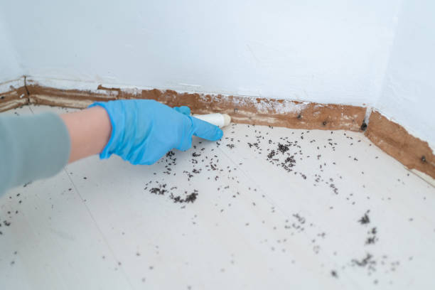 Best Ant Control Services  in Mentone, CA